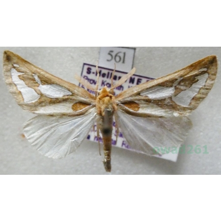 Axia nesiota Reisser, 1962 Greece56l